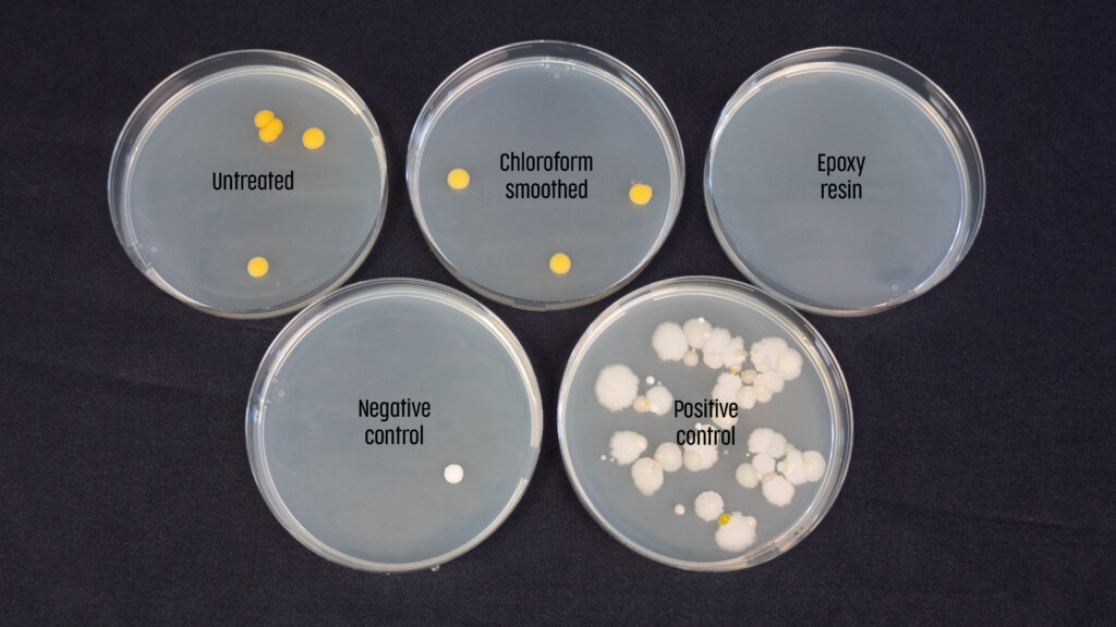 Fünf Petrischalen mit Bakterienkulturen zum Vergleich von 3D-gedruckten Oberflächen: unbehandelt, mit Chloroform geglättet, mit Epoxidharz versiegelt sowie negative und positive Kontrolle – Darstellung der Hygienewirkung von Nachbearbeitung im 3D-Druck